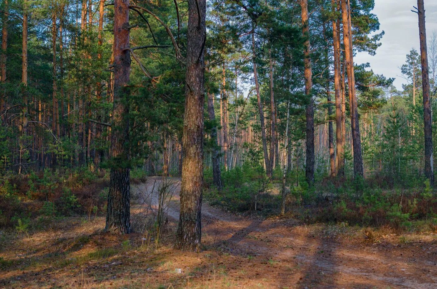 Сосновый бор и еловый бор. Сосновый лес каменского района. Соснового бора соснового бора. Сосновый бор 8. Сосновый бор (парк, новосибирск).