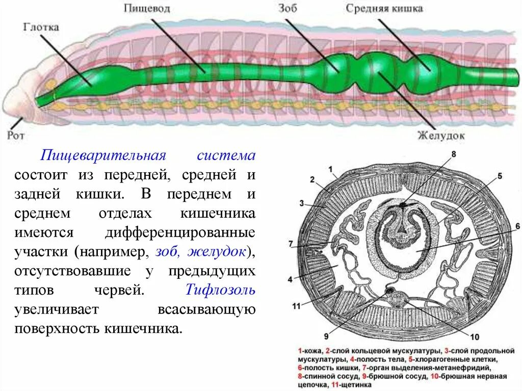 Строение кольчатого червя в разрезе. Поперечное строение кольчатого червя. Схема вскрытия кольчатого червя. Кольчатые черви продольный разрез.