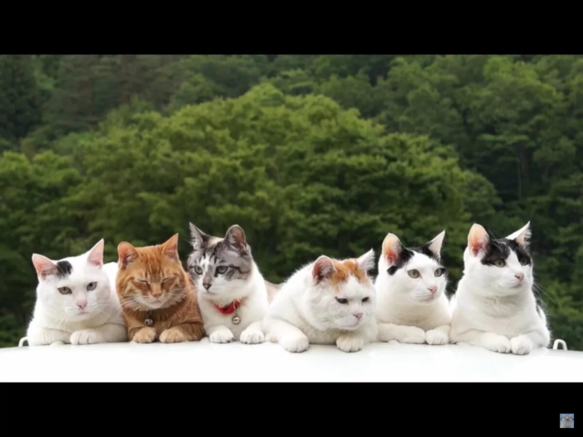 Six cats