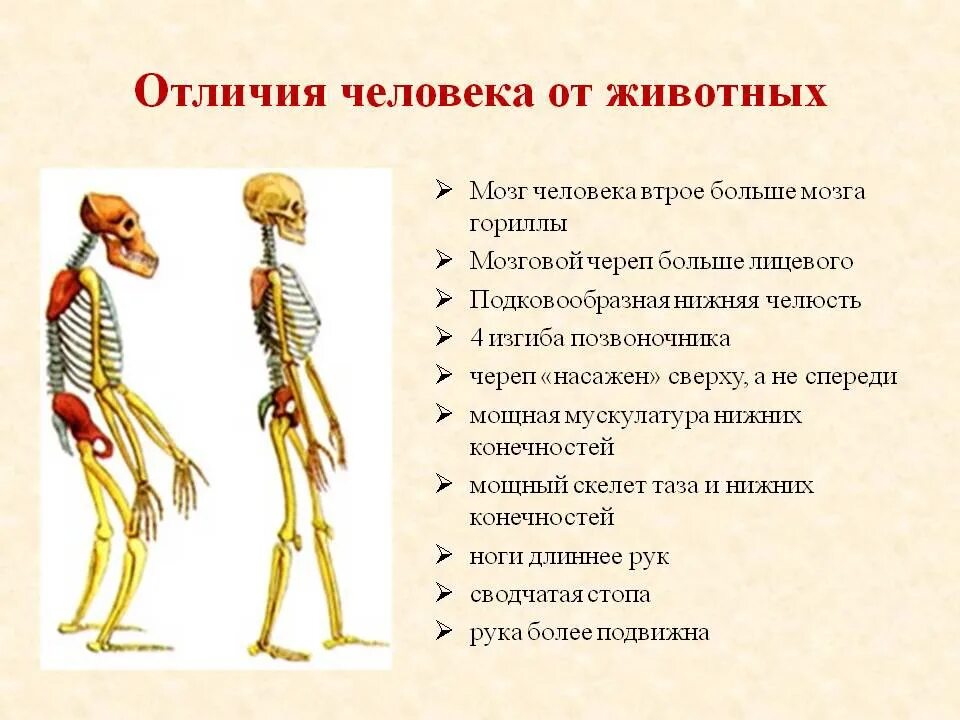 Докажите что форма и строение тела