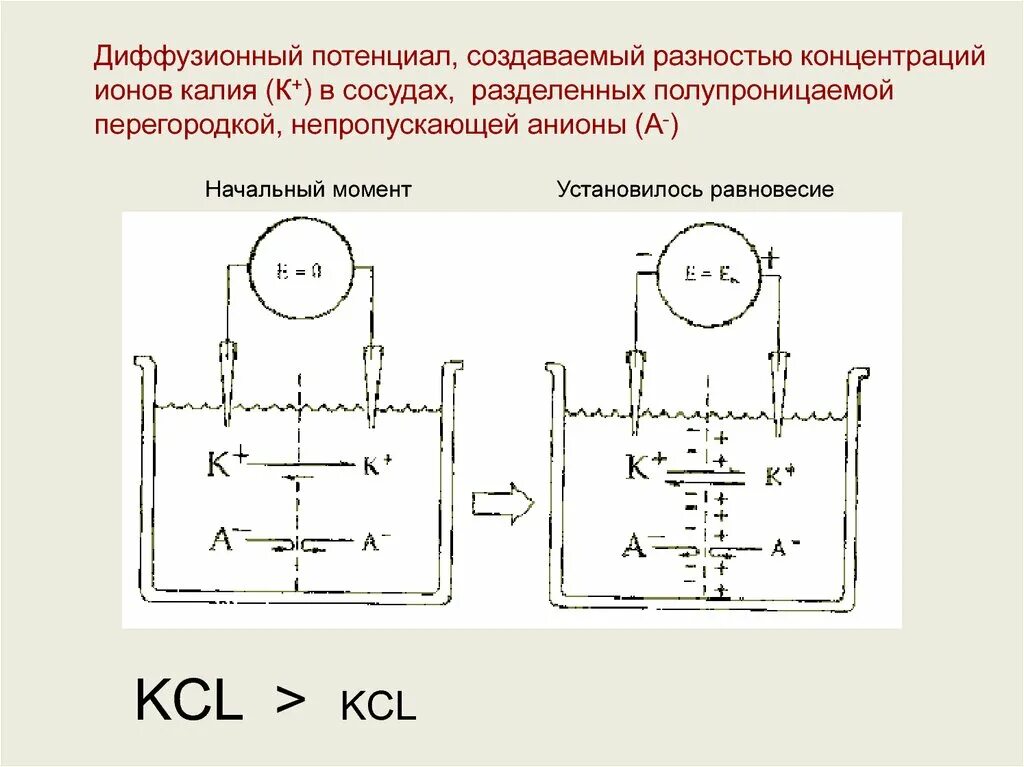 Диффузионный потенциал на границе двух растворов. Диффузный и мембранный потенциалы. Диффузный потенциал. Диффузный потенциал механизм его возникновения.