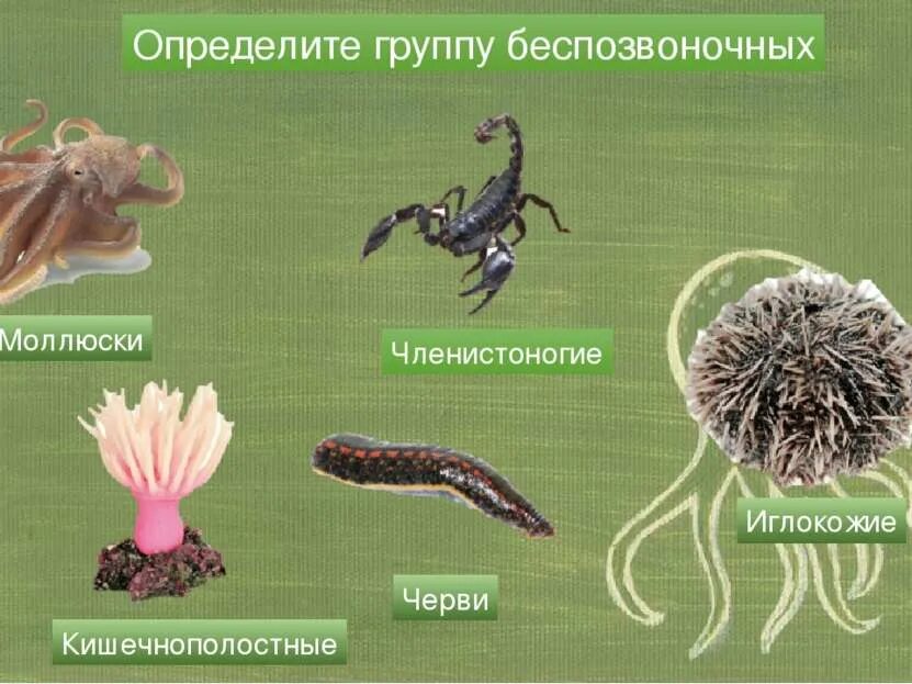 Простейшие Кишечнополостные черви моллюски Членистоногие. Беспозвоночные животные. Группы беспозвоночных животных. Членистоногие черви. К какому классу относится беспозвоночные животные