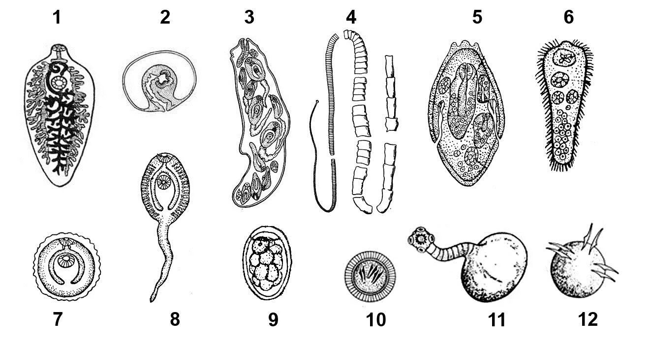 Личиночные стадии плоских червей. Плоские черви личинки. Личиночная стадия паразитических червей. Личиночные стадии печеночного сосальщика. Личиночных стадий сосальщиков