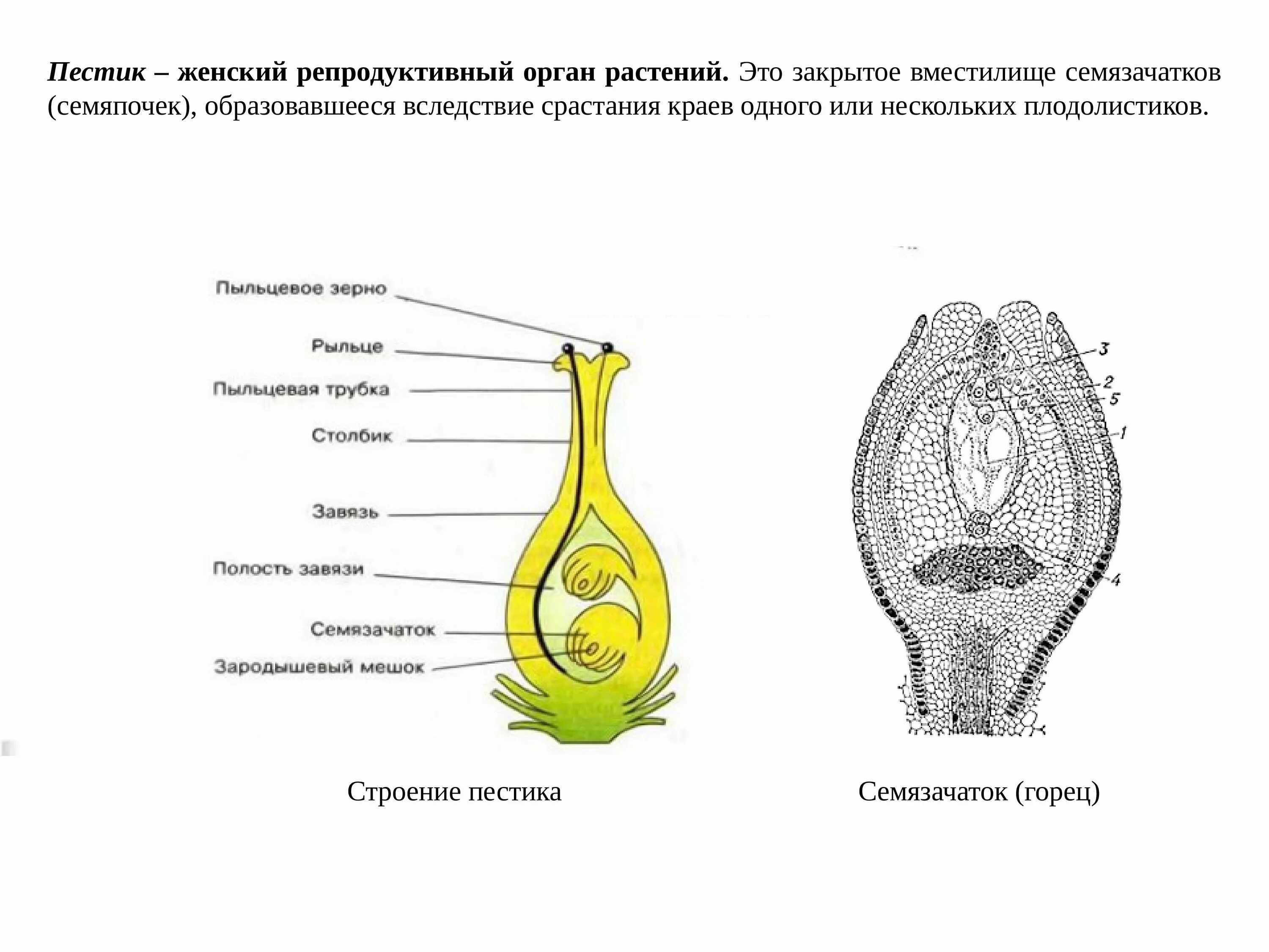 Каковы функции семязачатка. Семязачаток покрытосеменных растений. Строение пестика семязачаток. Семязачатки в пестике. Строение завязи и семяпочки.