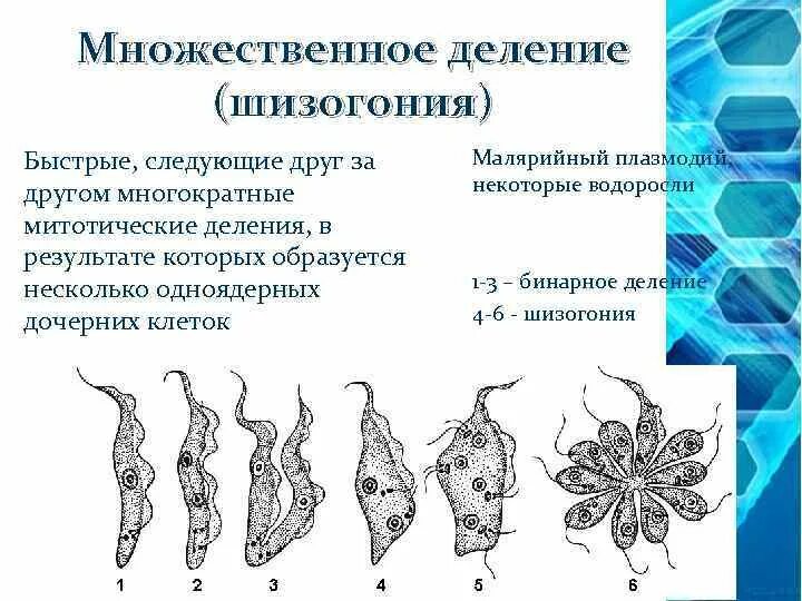 Биология тема размножение. Множественное деление шизогония. Множественное деление клетки. Размножение шизогонией рисунок. Множественное деление шизогония.