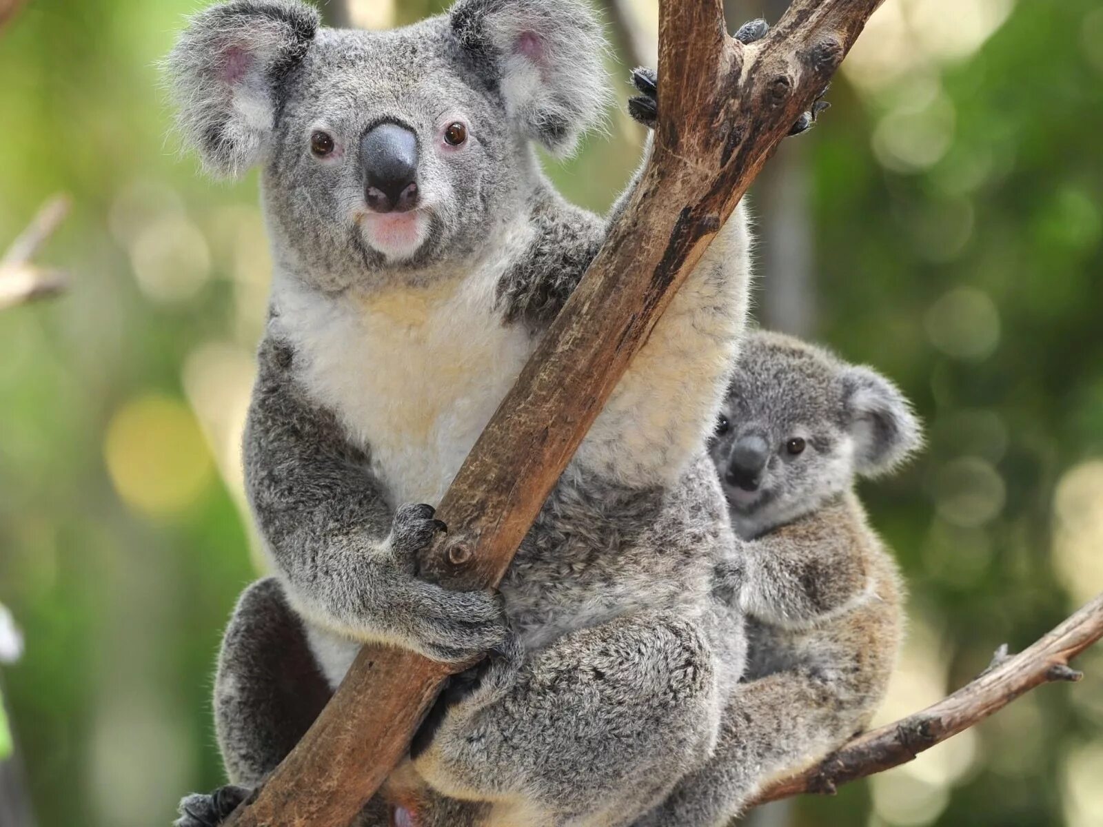 Австралия Куала. Коала семейство. Млекопитающие коала. Австралийская коала.
