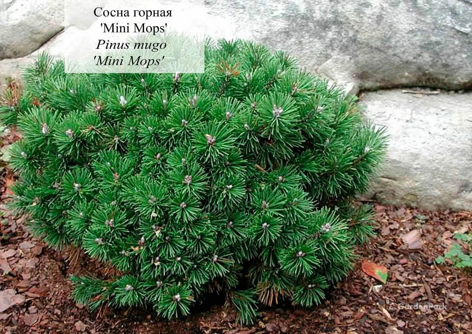 Сосна Горная Шервуд компакт