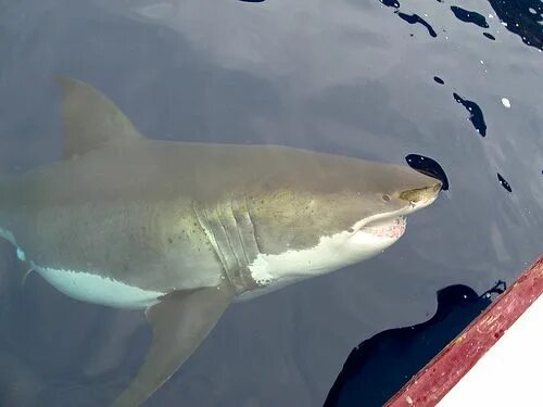 Катран акула черного моря. Синяя рифовая акула. Молот-рыба. Водятся ли акулы в сочи. Огромная акула молот.