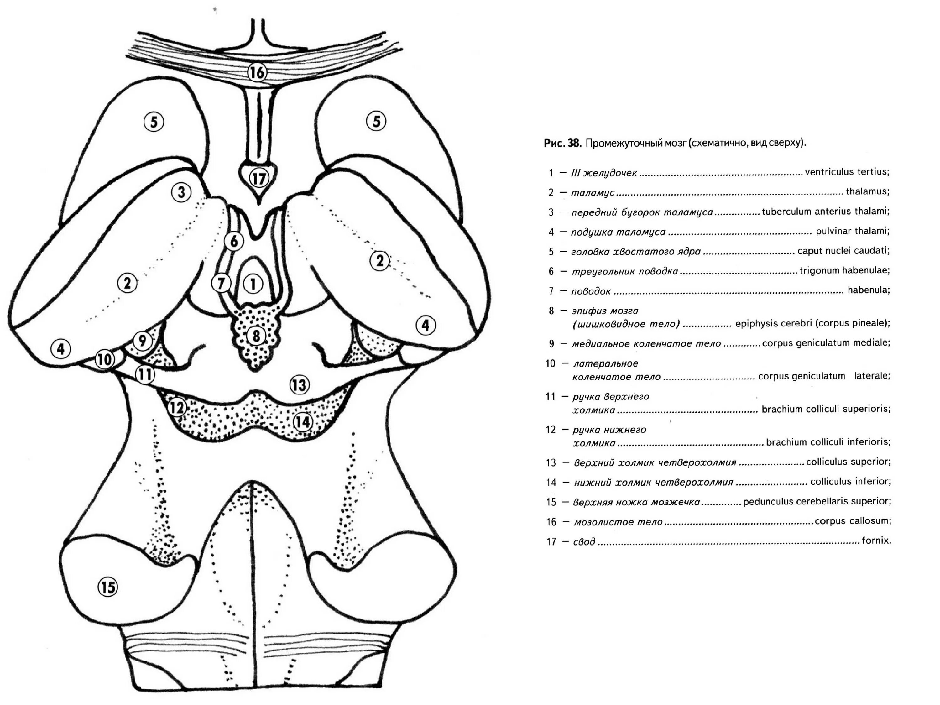 Средний и промежуточный мозг строение. Промежуточный мозг мозг анатомия. Промежуточный мозг анатомия строение. Внешнее строение промежуточного мозга анатомия. Промежуточный мозг анатомия схема.