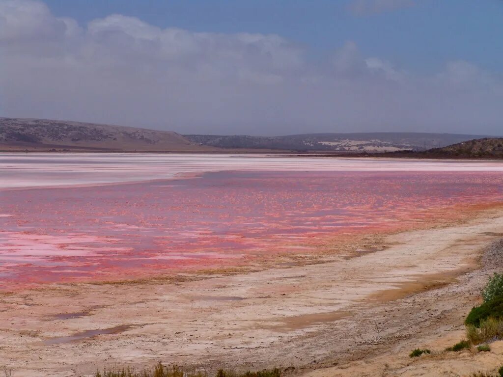 Есть розовое озеро. Озеро Хиллиер, Австралия. Озеро Хиллер (остров Миддл). Озеро Ретба Сенегал. Озеро Хильер в Австралии.