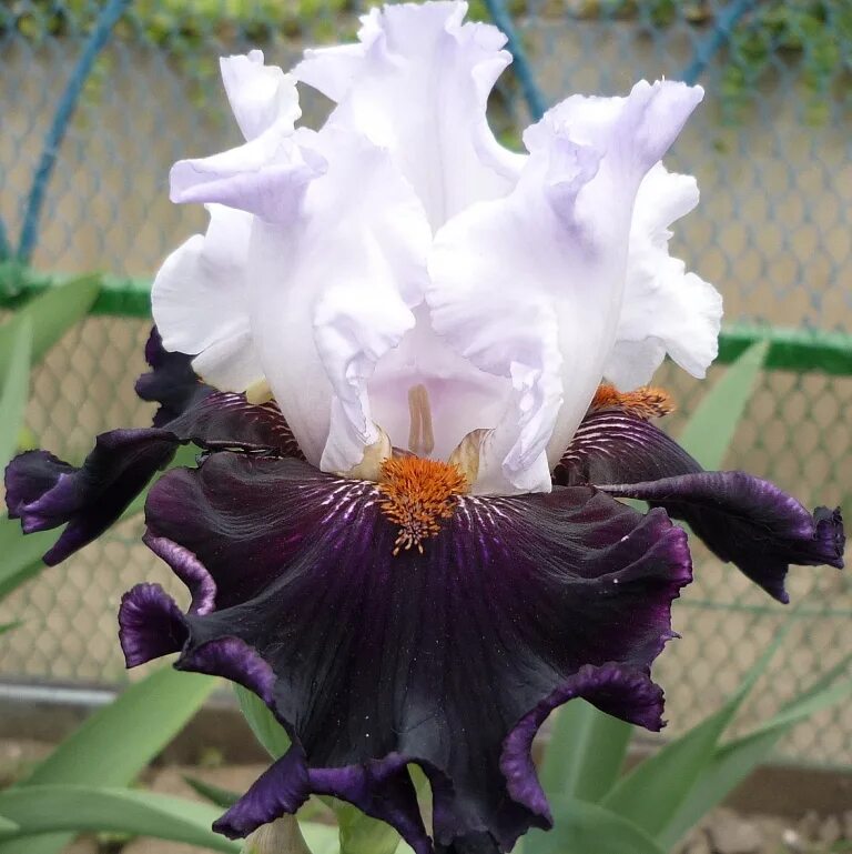 ирис starring ghio 2000. ирис star turn. ирис санмастер. ирис starring 250. ирис starring.