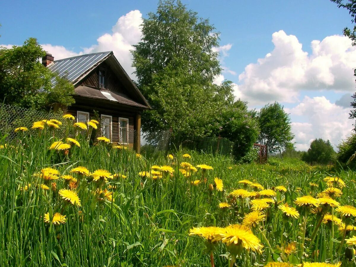 Природа деревня. Лето в деревне. Природа лето деревня. Деревенский пейзаж. Природа летом в деревне