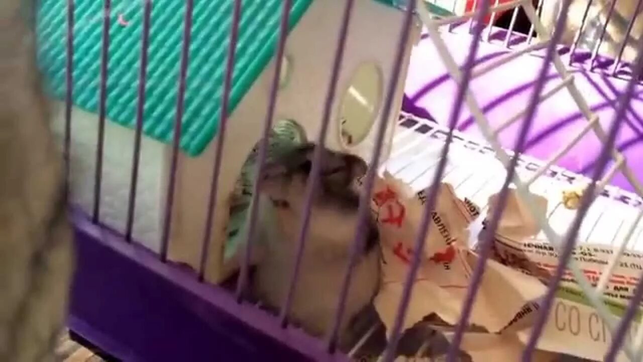 Почему хомяк издает странные звуки. Злой хомяк джунгарик. Почему хомяк издает странные звуки. Хомячок издает звуки. Почему хомяк издает странные звуки.