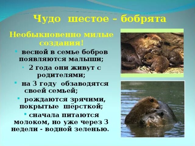 Важная информация для сообщения о бобрах