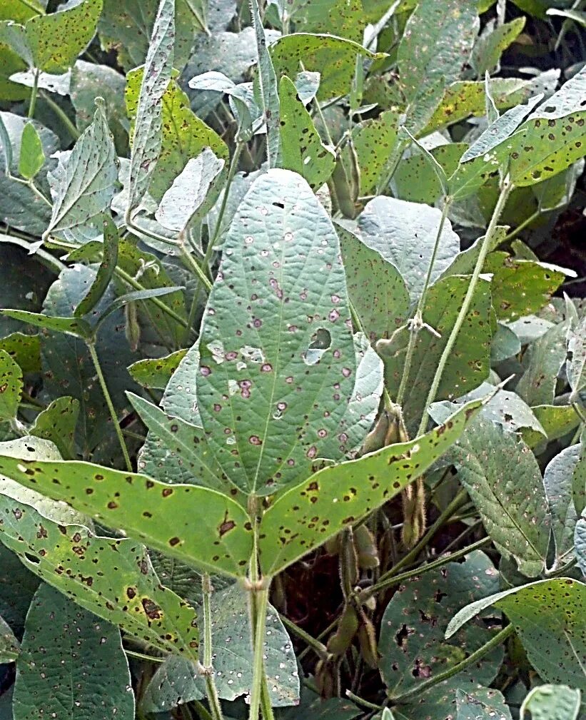 Аскохитоз подсолнечника. Pseudomonas syringae. Церкоспороз сои. Церкоспороз сои. Церкоспороз роз.