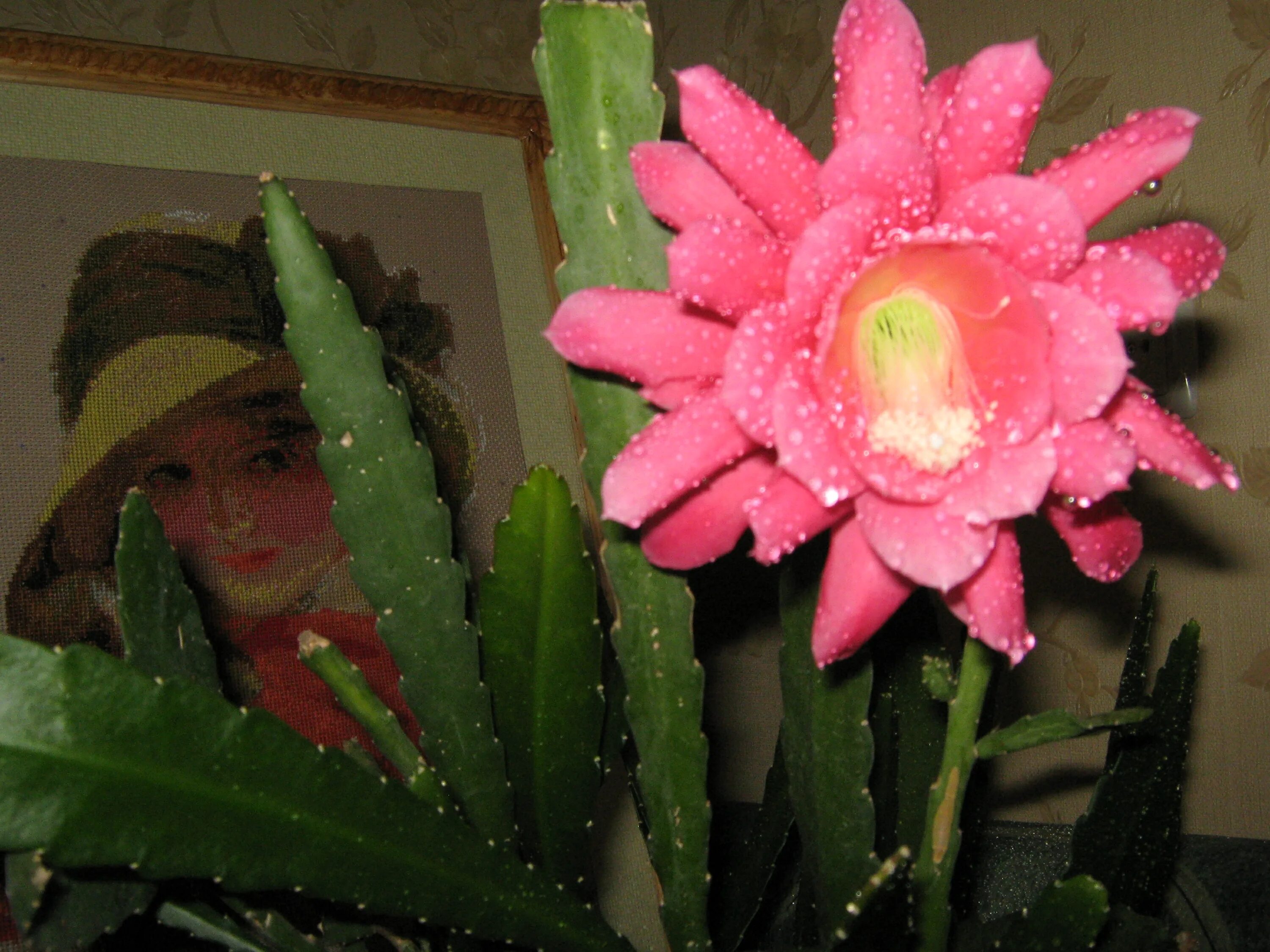 Хатиора гертнера. Апорокактус маллисона. Растения семейства кактусовых. Хавортия маргаритифера. Апорокактус концатти.