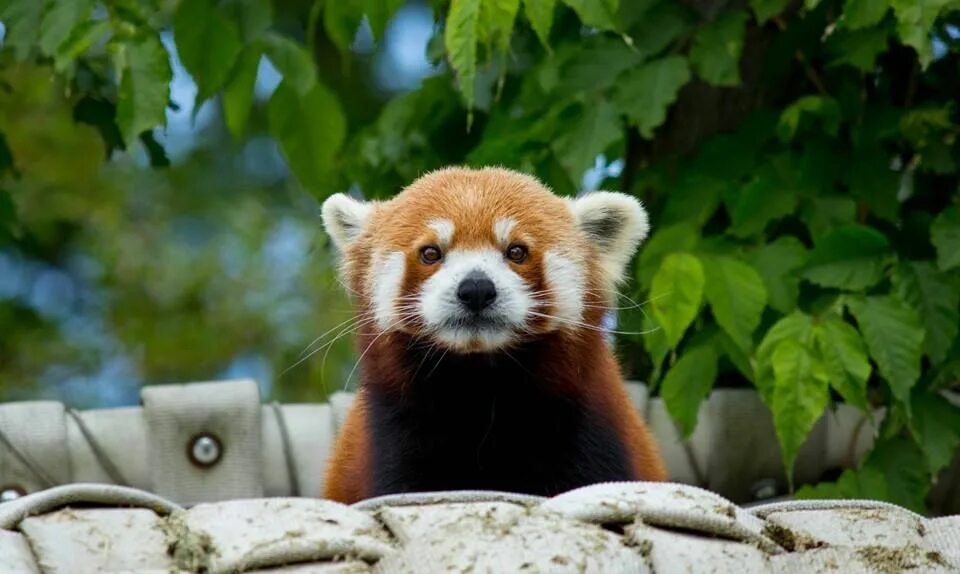 Красная панда фото. Гималайская красная панда. Красная панда смешные фото. Only the red panda. Рыжая панда.