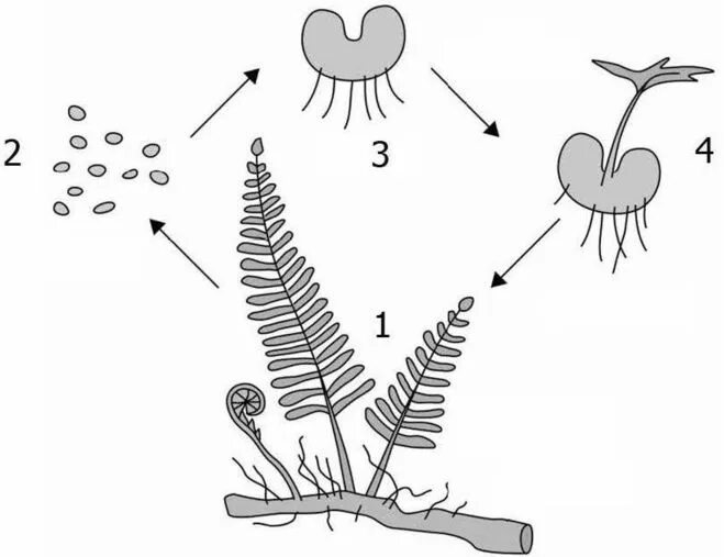 Цикл развития папоротника. Жизненный цикл папоротника. Опишите жизненный цикл папоротника. На рисунке представлена схема жизненного цикла папоротника.