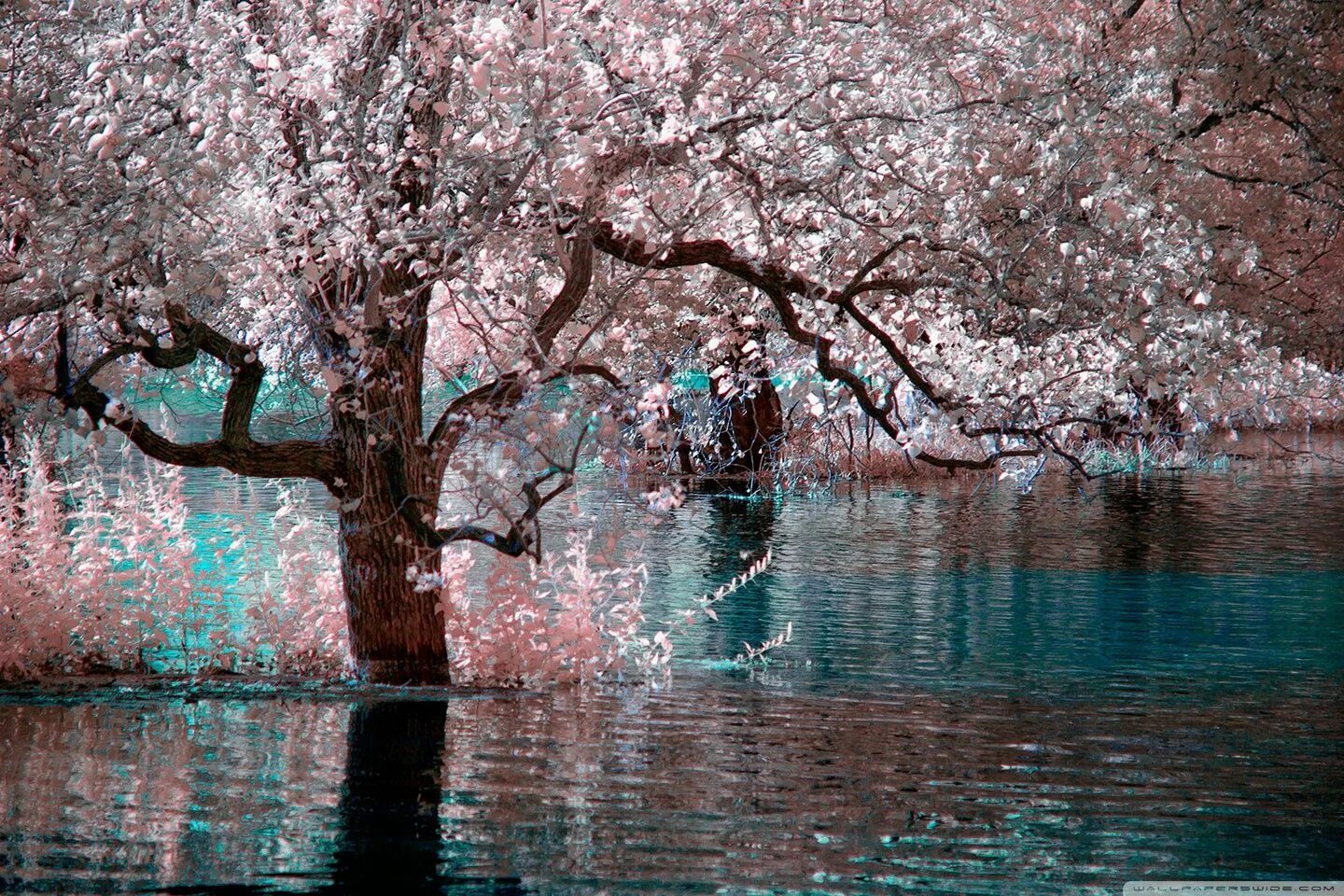 Сакура вода. Цветущее дерево у воды. Сакура дерево. Цветущее дерево над водой. Цветущая Сакура у воды.