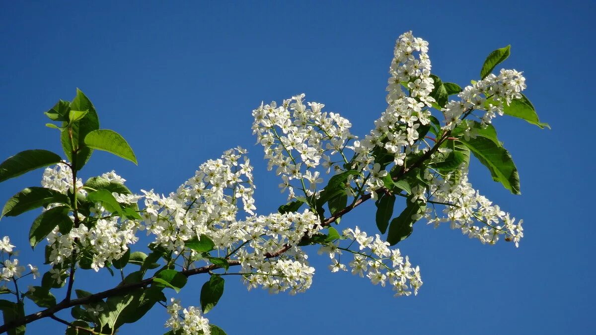 расцвела черемуха мр3. красивоцветущая черемуха. черёмуха маака. белая черемуха дерево. сирень черемуха в саду.