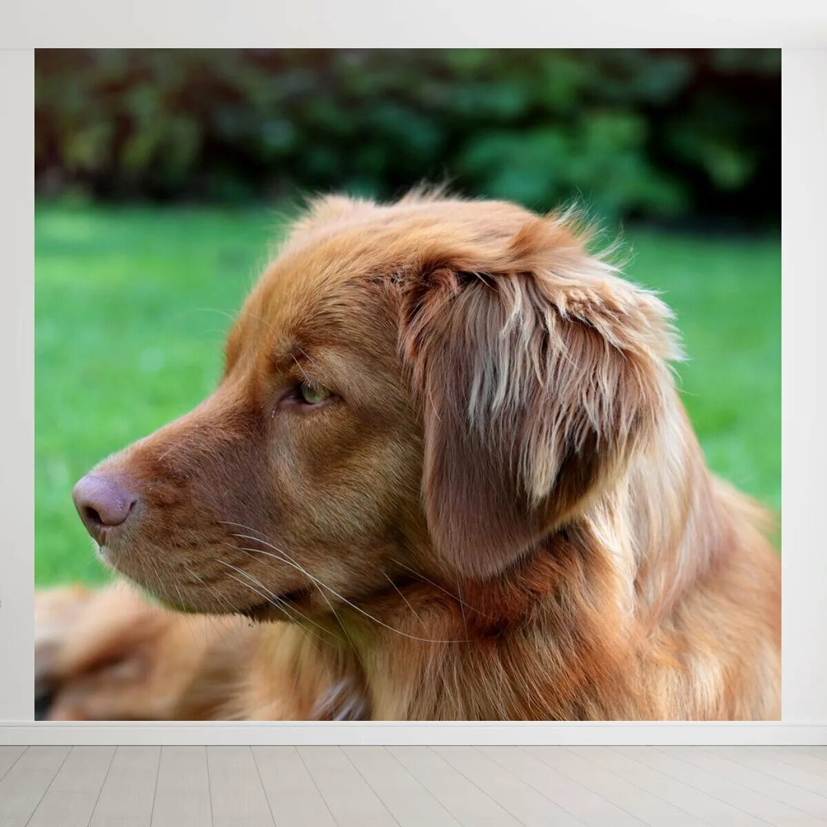 Ново ретривер. Ново-шотландский ретривер-толлинг. Nova scotia duck tolling retriever порода собак. Новошотландский утиный ретривер. Новошотландский ретривер толлер.