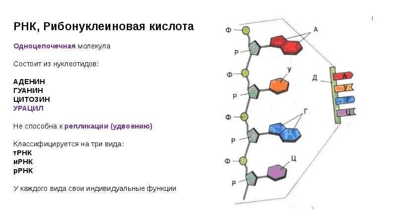 РНК рибонуклеиновая кислота. Рибонуклеиновая кислота строение. Химический состав рибонуклеиновой кислоты РНК. РНК одноцепочечная молекула.