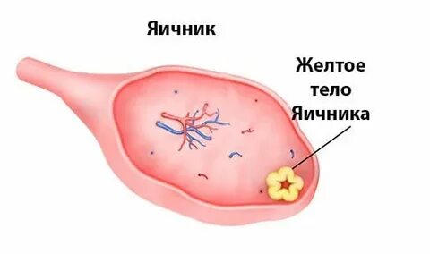 Период желтого тела