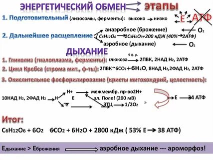 Окисление углеводов