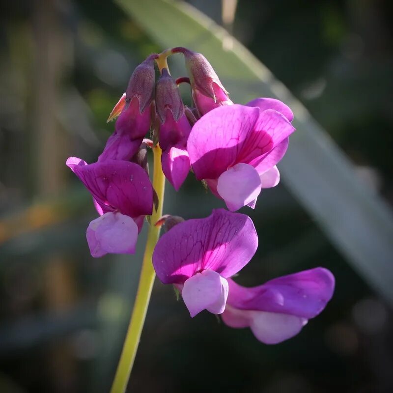 Чина японская. Lathyrus japonicus. Чина Приморская Lathyrus maritimus. Латирус сативус.