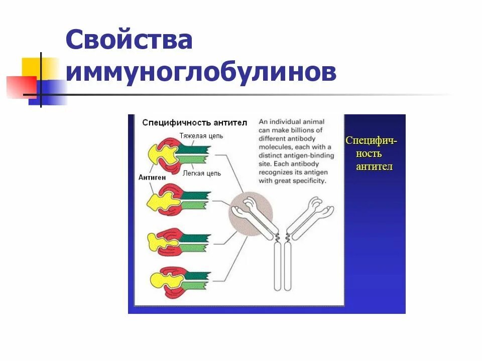 Антитела (иммуноглобулины): presentation. Основное свойство антител. Характеристика антител. Специфичность иммуноглобулинов. Свойства иммуноглобулинов