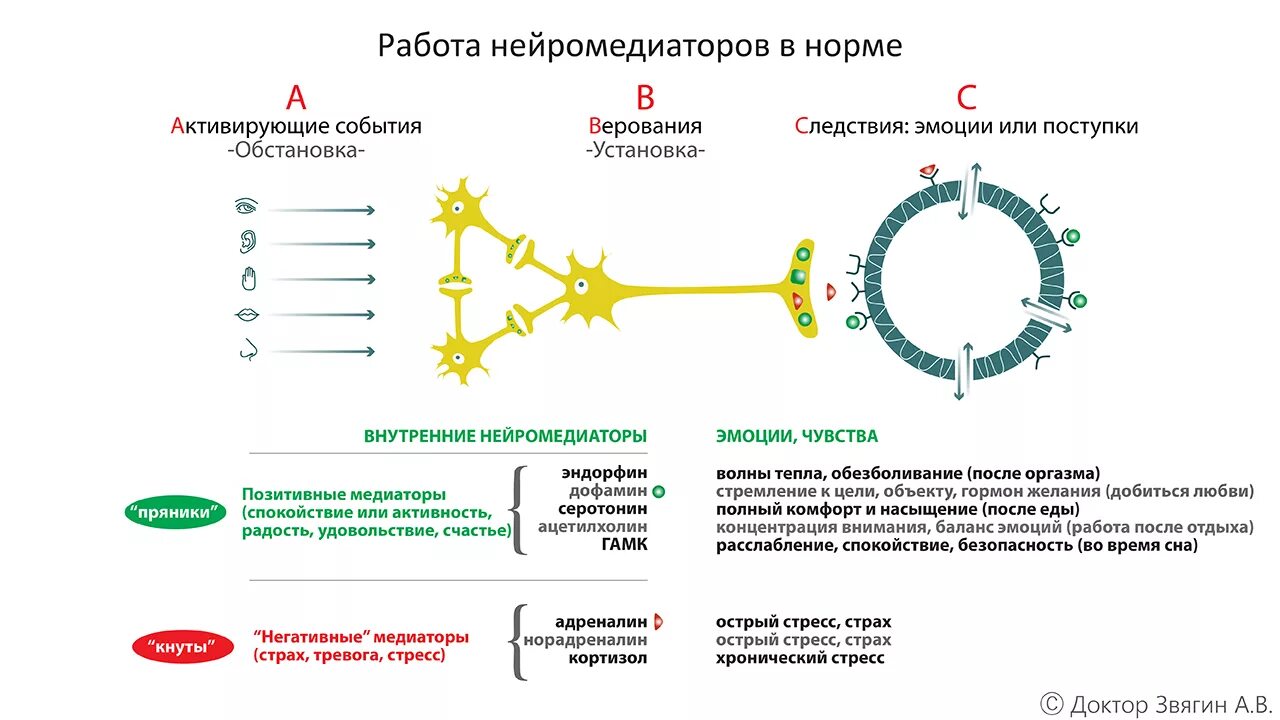 Нейромедиаторы и эмоции. Нейротрансмиттеры и гормоны. Гормоны страха и стресса. Гормоны негативных эмоций. Повышенный серотонин в крови