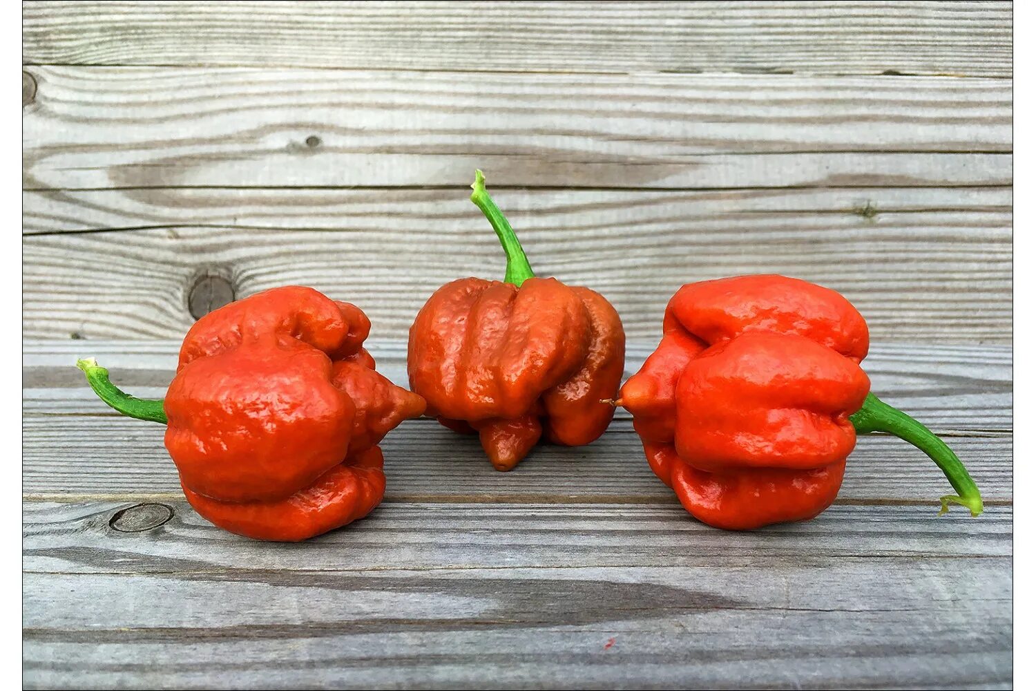 Какой перец самый лучший. 7 pot brain strain. сорта полуострого перца. 7 pot перец. полуострый перец семена.