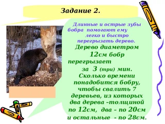 Бобры зубы растут. Бобры зубы растут
