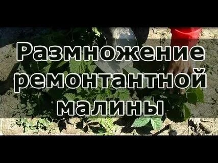 Малина какое размножение
