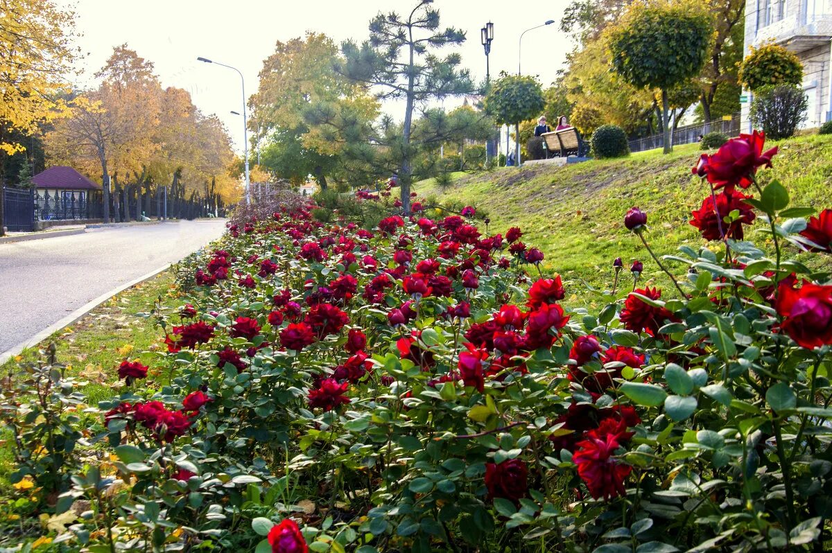 Рабатка Тунберга однолетник. Розы кустовые Ричмонд парк.
