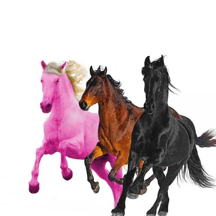 Old town road horses