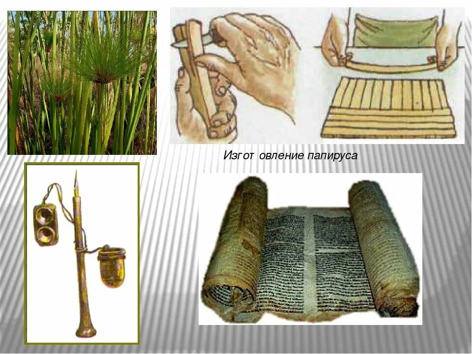 Папирус в древнем Египте. Свитки папируса в древнем Египте. Папирус в древнем Египте растение. Тростник Папирус в древнем Египте. Растение на котором писали первые книги