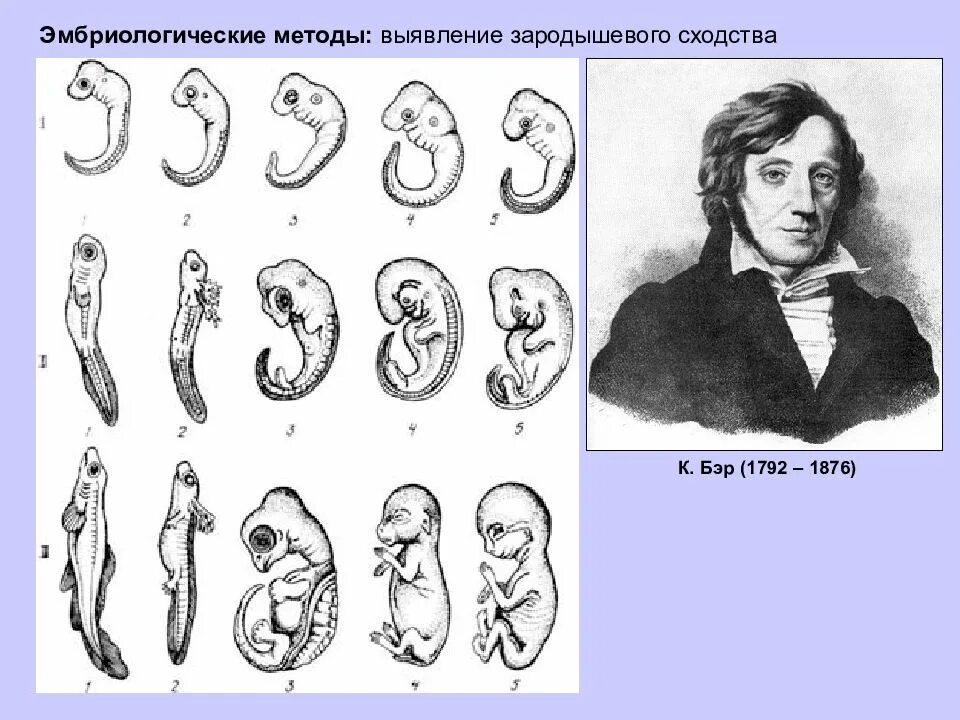 Эмбриологический метод изучения эволюции. Эмбриологические доказательства эволюции. Группы изучения эволюции