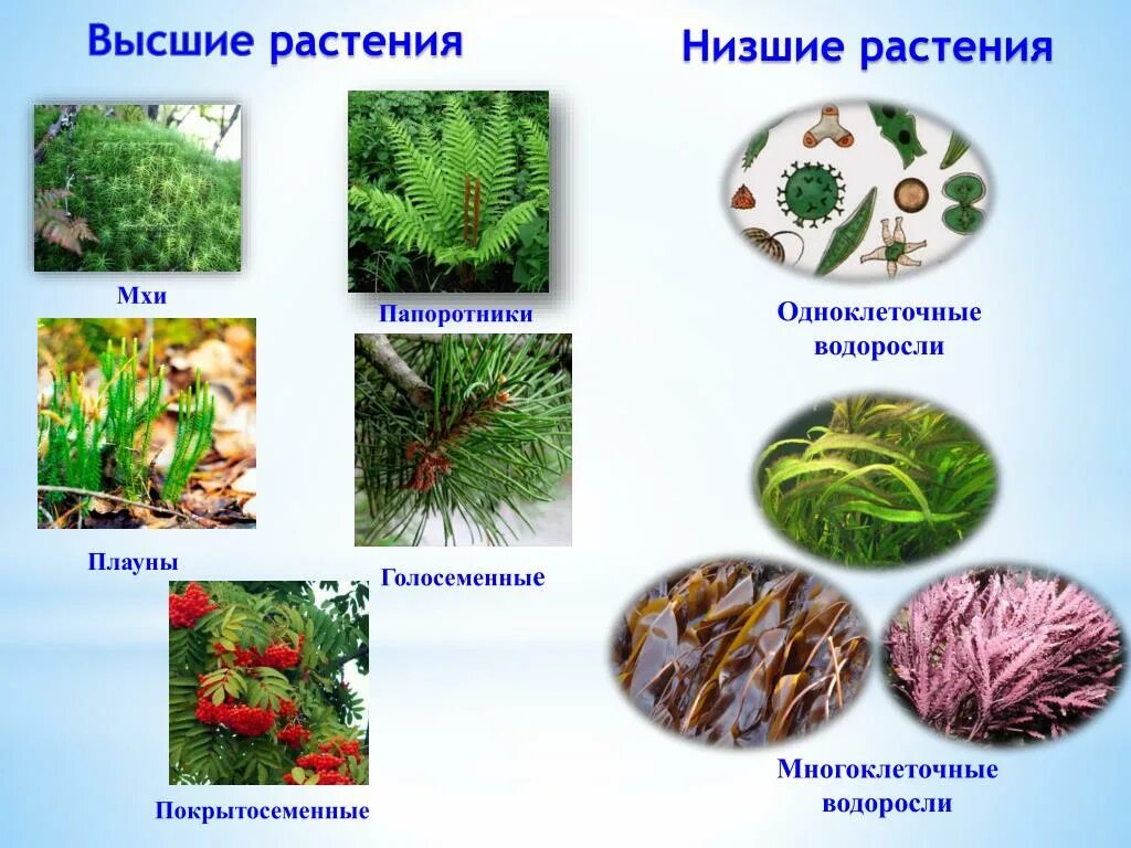 Водоросли хвощи покрытосеменные голосеменные. Царство растения Подцарство высшие растения. Нишие и вышии растения.. Высшие и низшие растения. Нисшиеи вясшие растения.