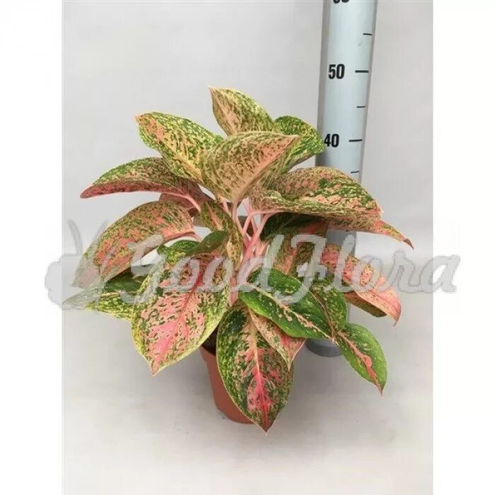 Аглаонема престиж. Аглаонема пинк престиж. аглаонема просперити (престиж). aglaonema prestige престиж.