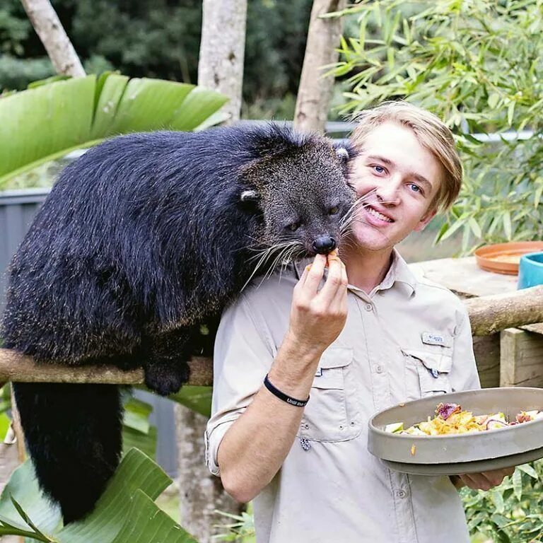 Binturongs - Best photos on editionsindispensables.com