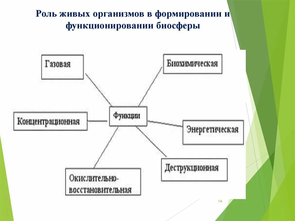 Каково значение биосферы для человека. Роль живых организмов в биосфере. Ролл живых организмов в биосфере. Роль живых организмов в биосфере схема. Роль живых организмов в формировании биосферы.