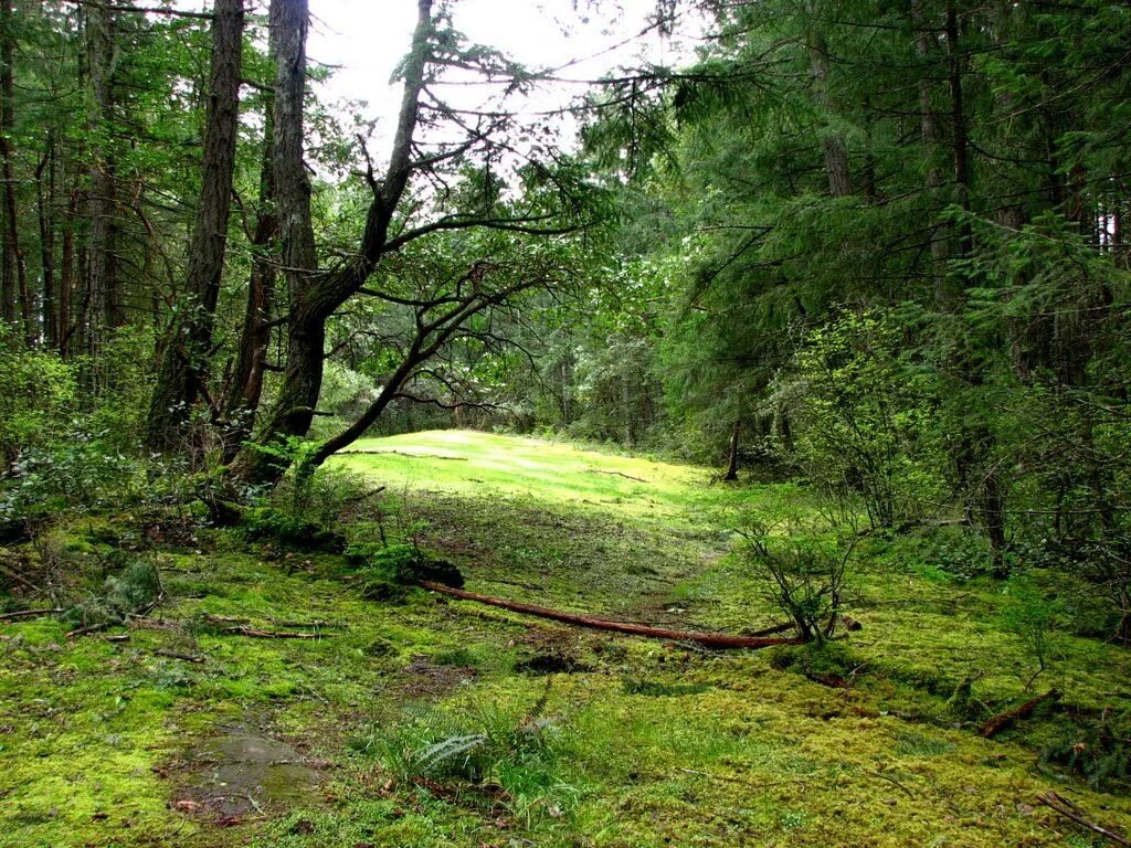 Forest clearing. Поляна в джунглях. Поле в джунглях. Поляна в джунглях фото. Полянка в джунглях.