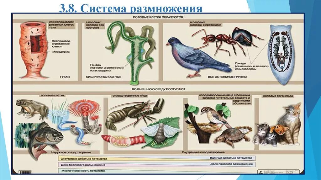 Эволюция строения и функций. Эволюция системы размножения у животных. Эволюция систем органов позвоночных животных. Эволюция систем органов животных 7 класс биология. Эволюция систем органов животных таблица.