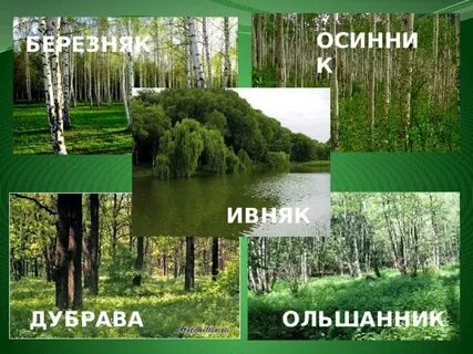Типы дубрав