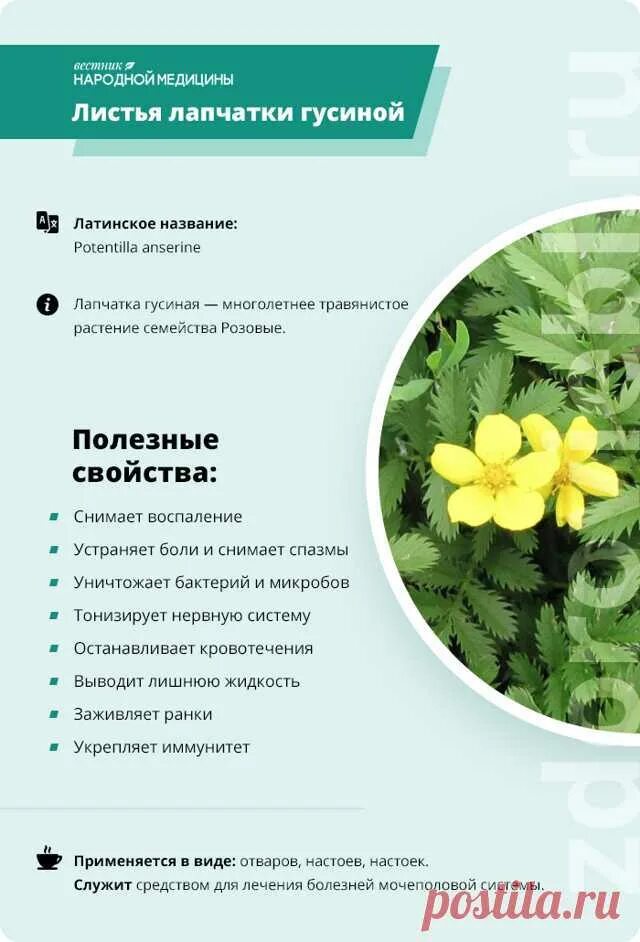 Пупочная грыжа у взрослых. Лечение без операции у мужчин, женщин. Методы, народн