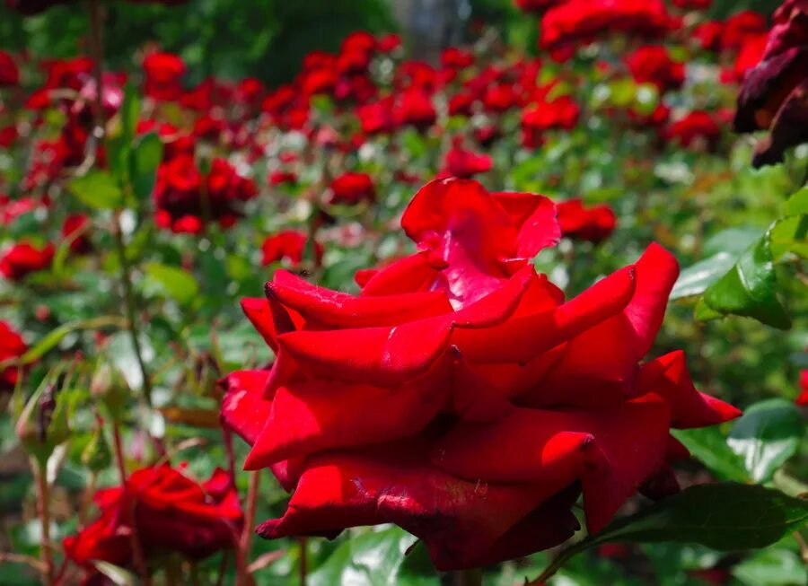 Сколько стоят розы в ростове. Алые розы в природе. Аллея красных роз. Красивейшие Алые розы в природе. Три Алые розы в природе.