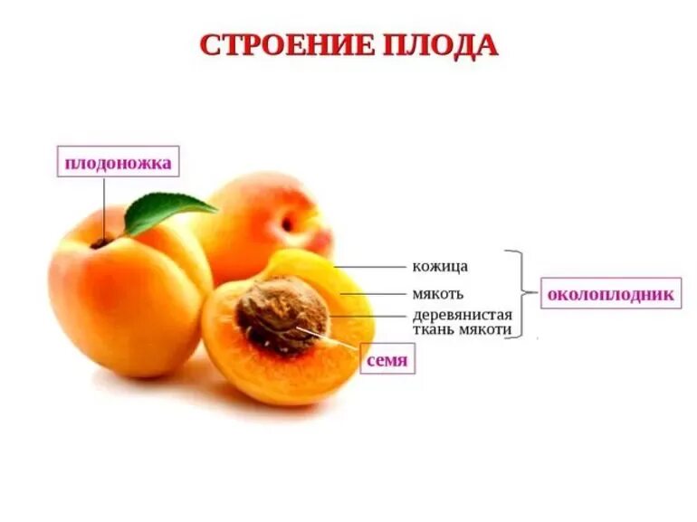 Из чего образуется плод абрикоса