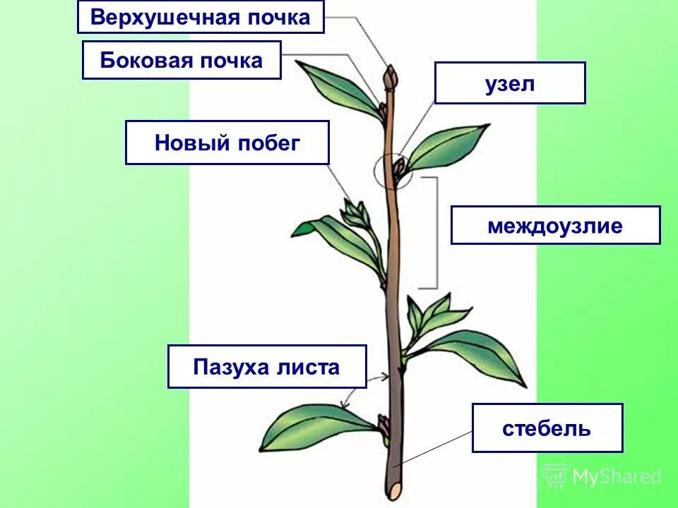 Боковая ветвь. Междоузлие, побег, стебель. Стебель верхушечная почка. Строение стебля узел междоузлие. Строение побега узел междоузлие.