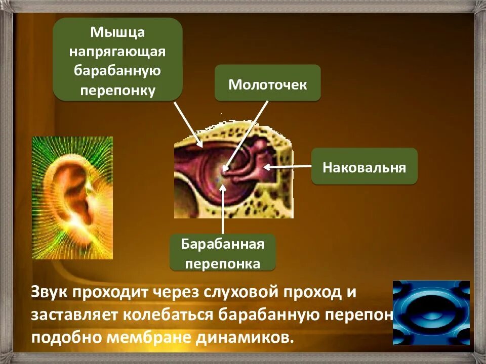 Мышца напрягающая барабанную перепонку. Мышца напрягающая барабанную перепонку иннервируется. Мышцу, напрягающую барабанную перепонку (m. Tensor Tympani) иннервирует. Мышцы барабанной перепонки